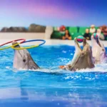 Dubai Dolphinarium