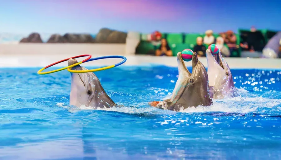 Dubai Dolphinarium
