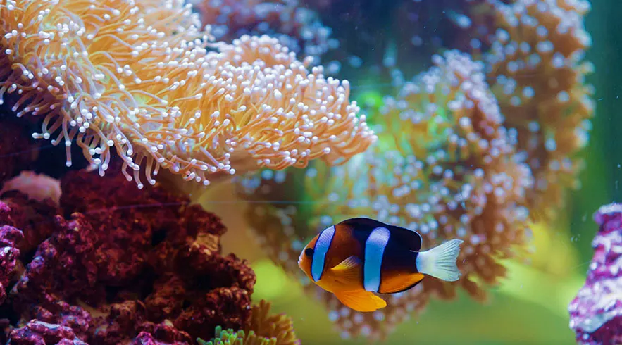 The National Aquarium Abu Dhabi1