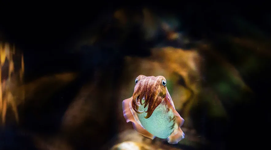 The National Aquarium Abu Dhabi1