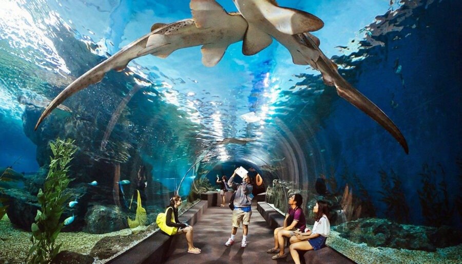 Explore Marine Life at Sharjah Aquarium