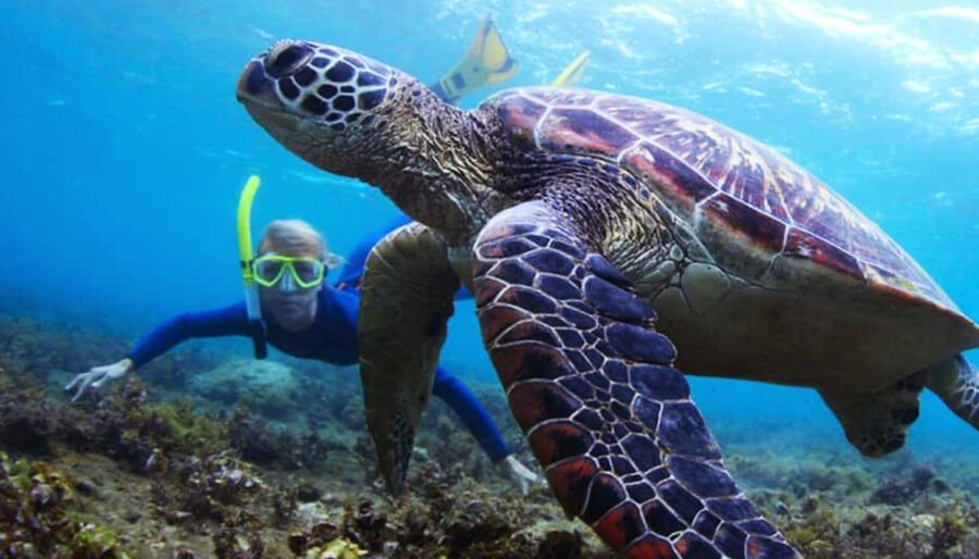 Snorkeling & swimming at Snoopy Island